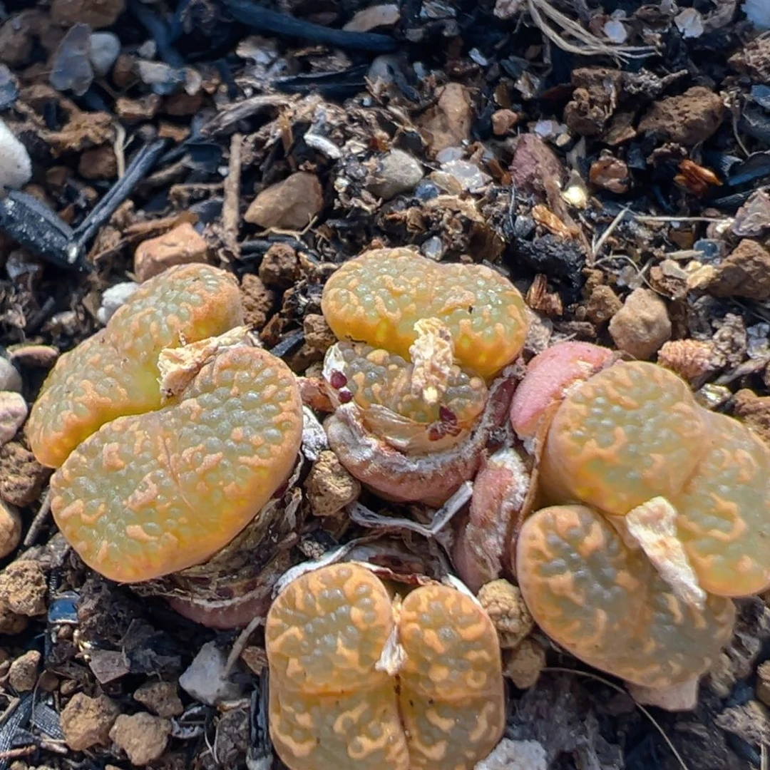 155多肉植物百科知识