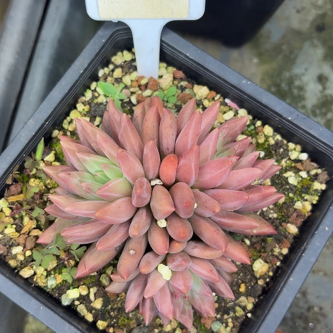 车厘子1234567891011111