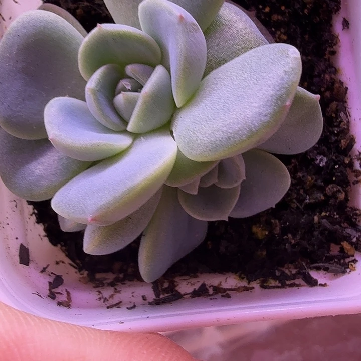 甜心青梅叶插苗一物一拍