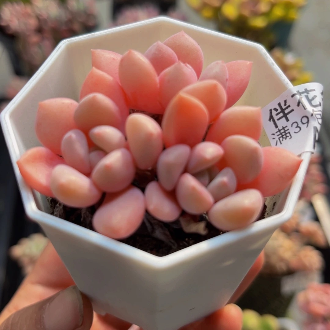 461粉桃花4cm多肉植物