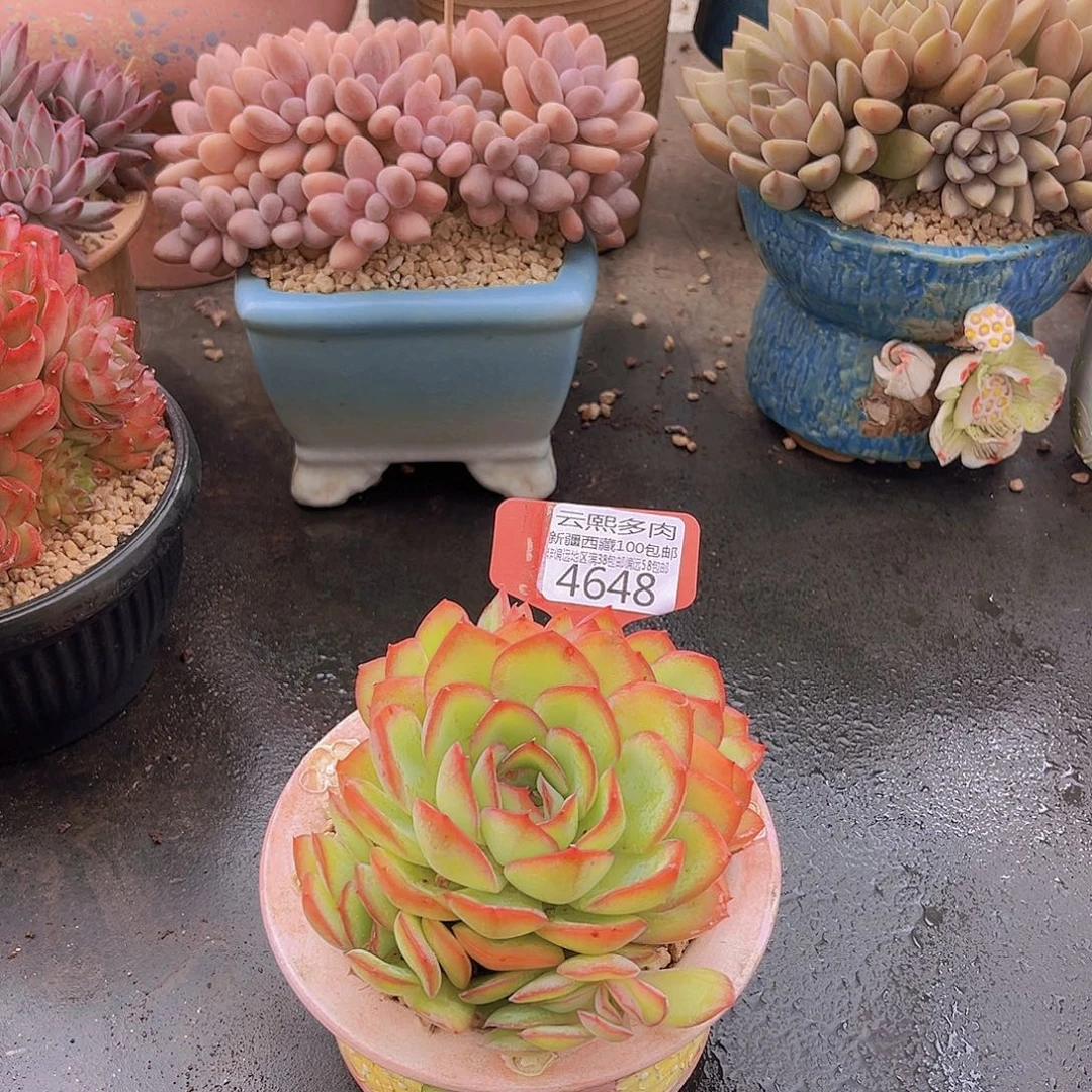 4648 晨露多肉植物