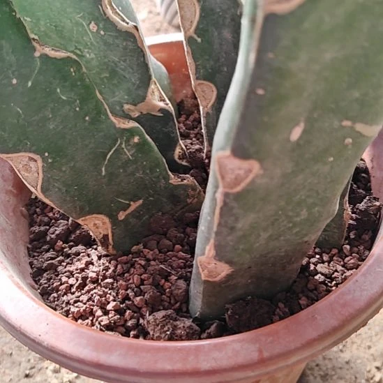 保温箱零度到零下5度必拍