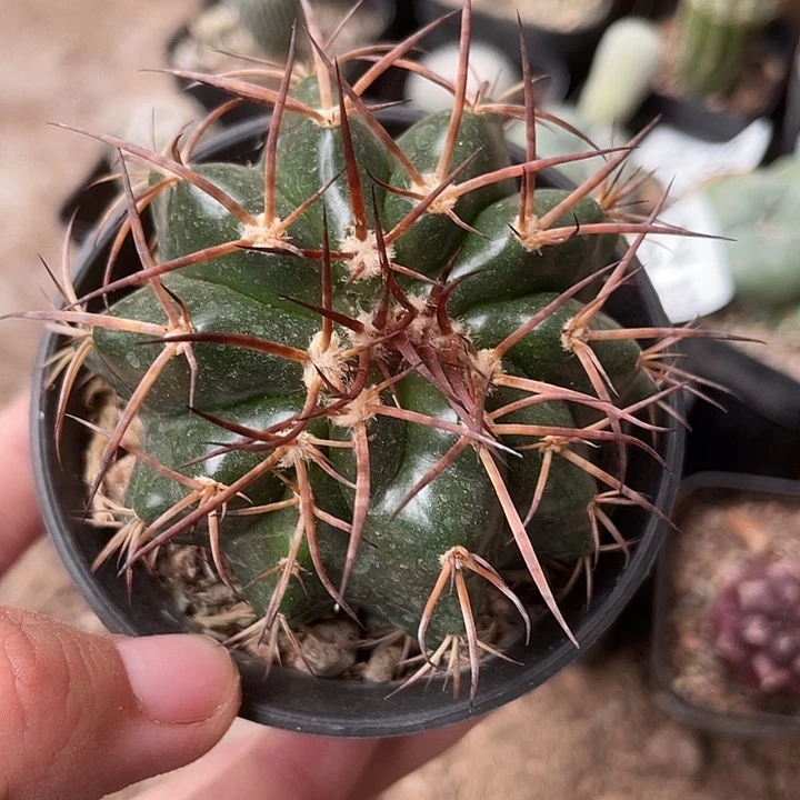 252仙人球开花植物