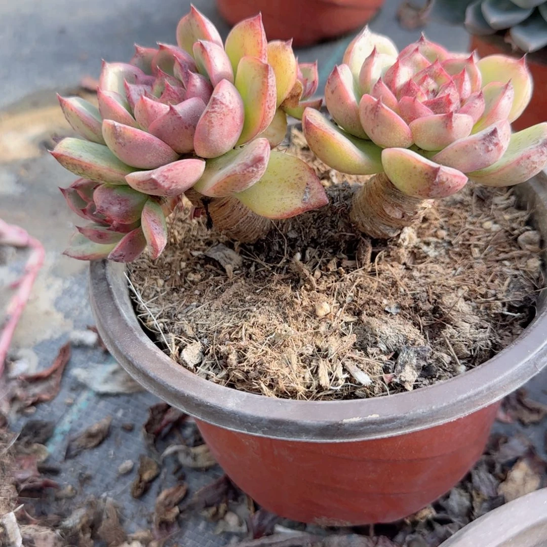 无花朵小粗腿双头水晶