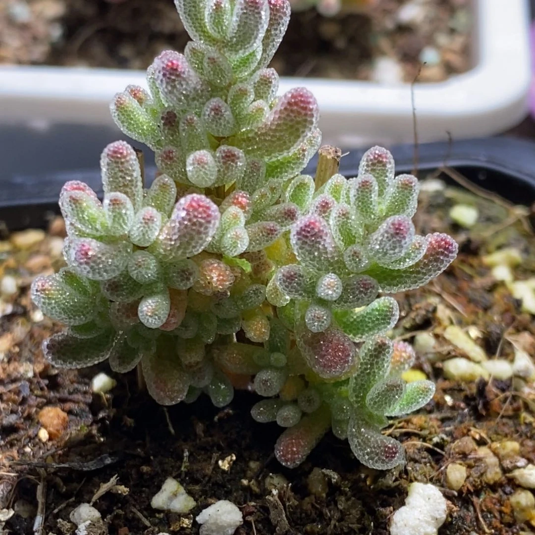 胡**1冰钻枝干番杏D813