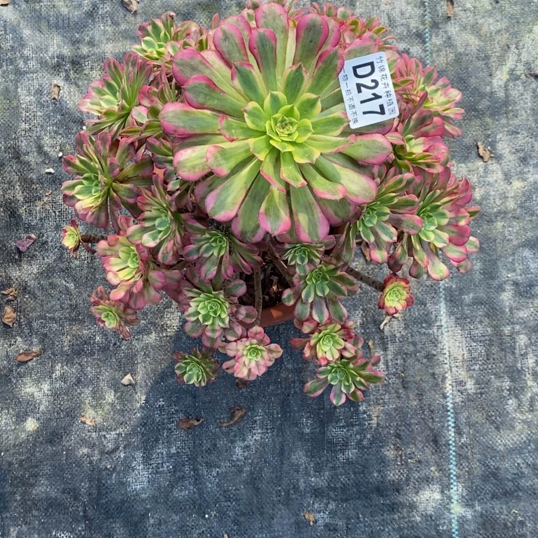 217祝融有瑕疵福利