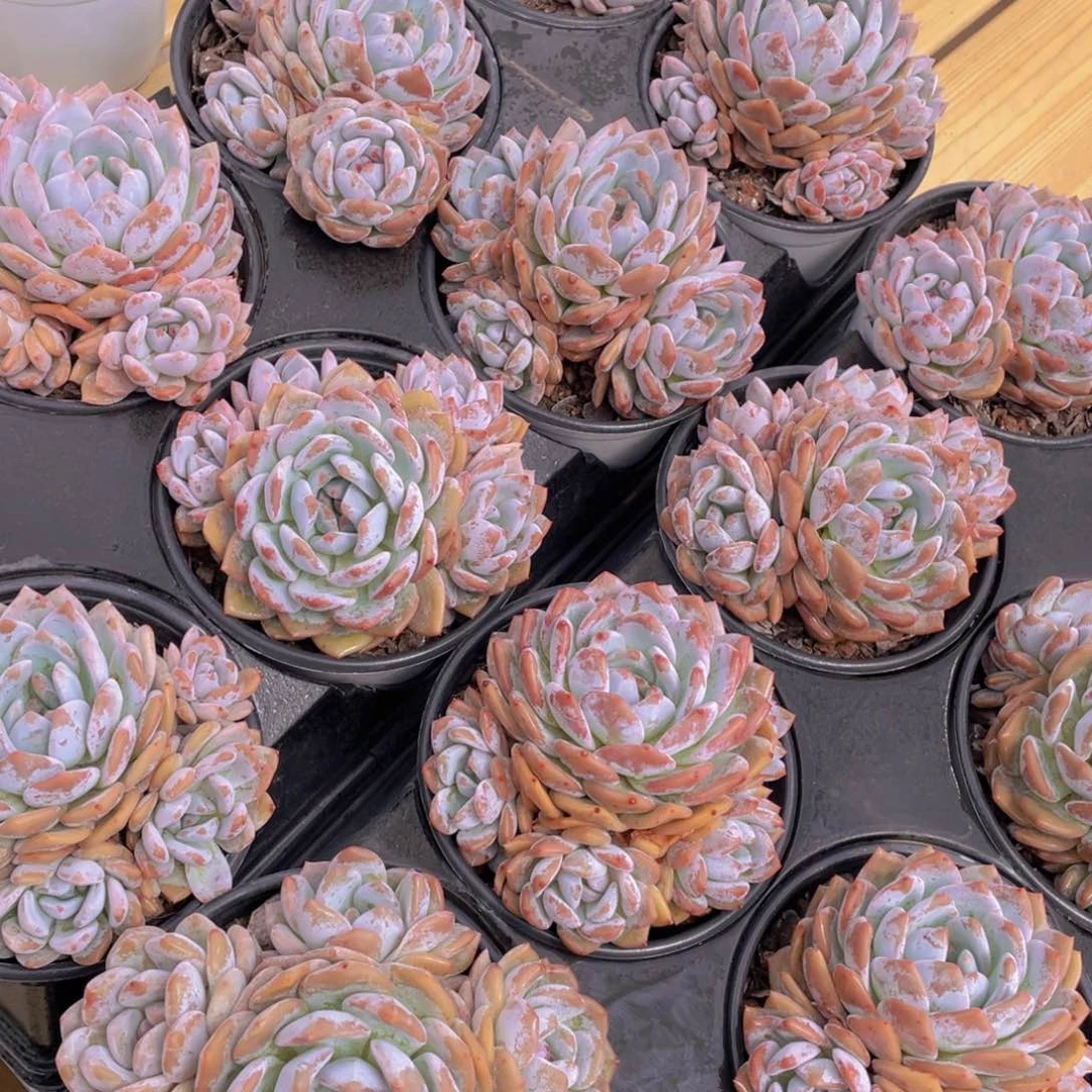 422号 韩版橙梦露母本大群生四头起一个