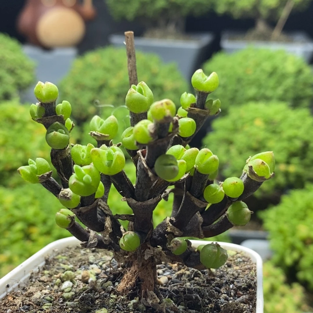 枝干兔子0141枝干番杏