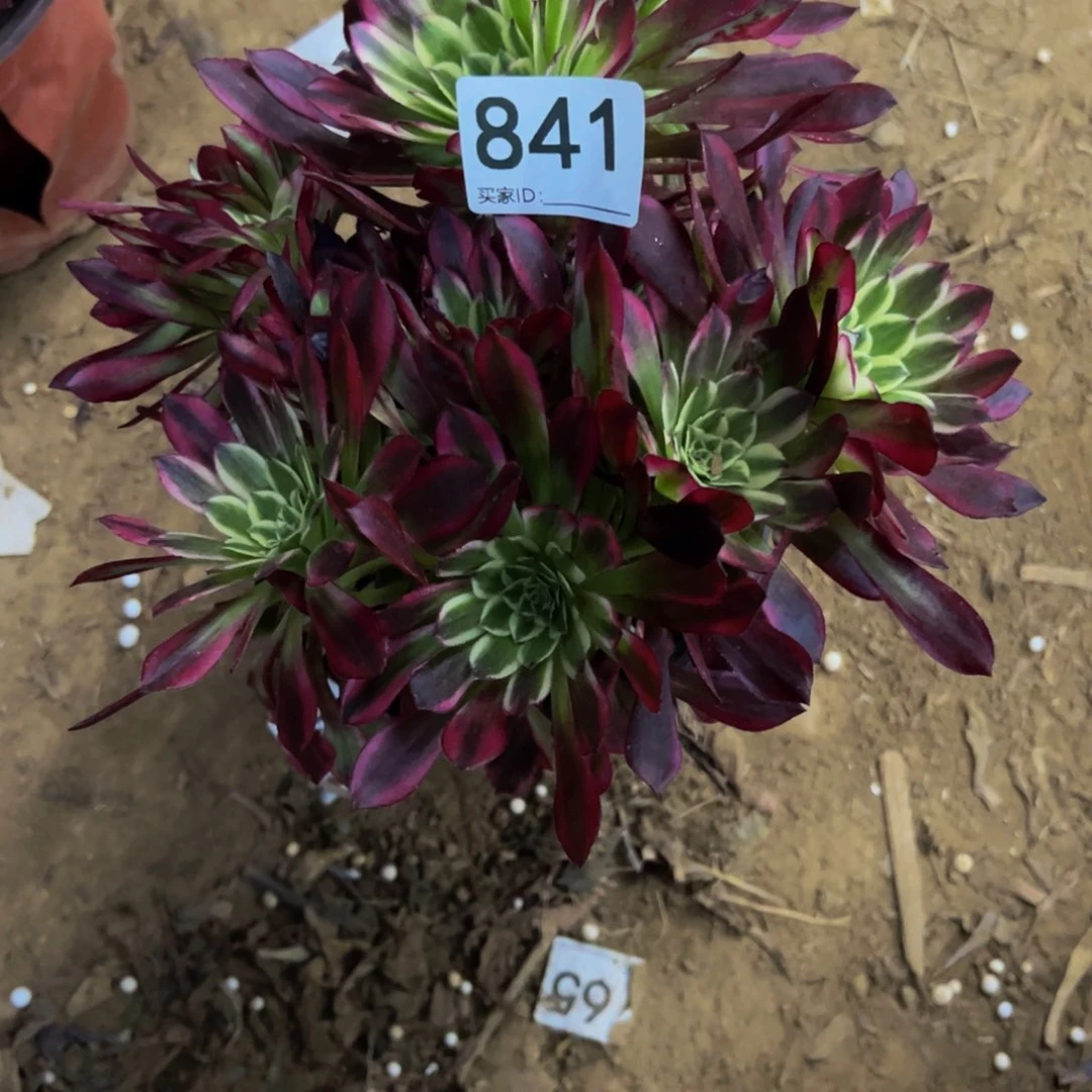 晓*841天合多肉植物