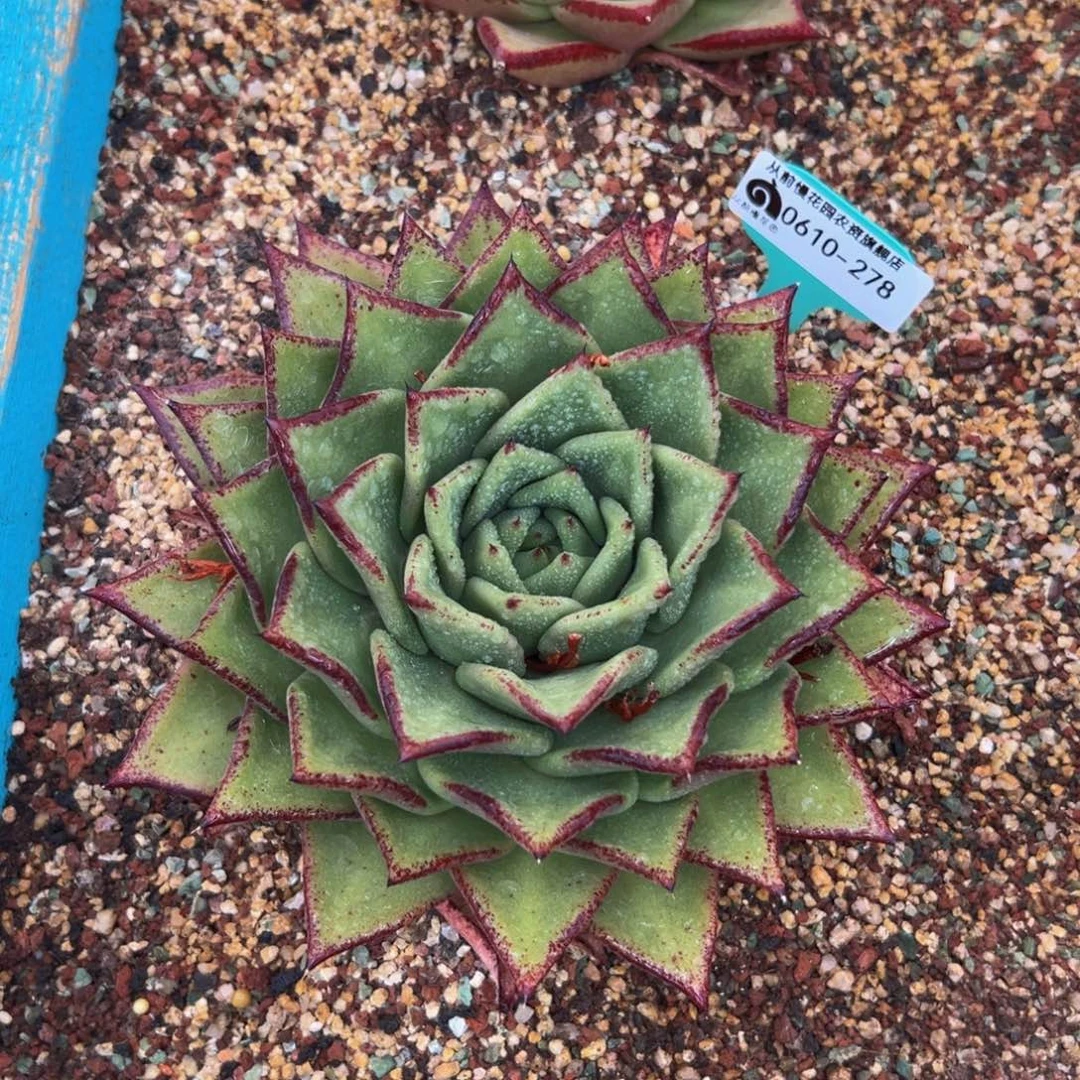 多肉一物一拍0610-278