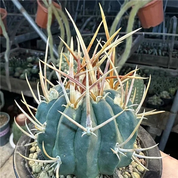 高木龙剑丸仙人球宽刺多肉植物室内绿植桌面小盆栽好养活