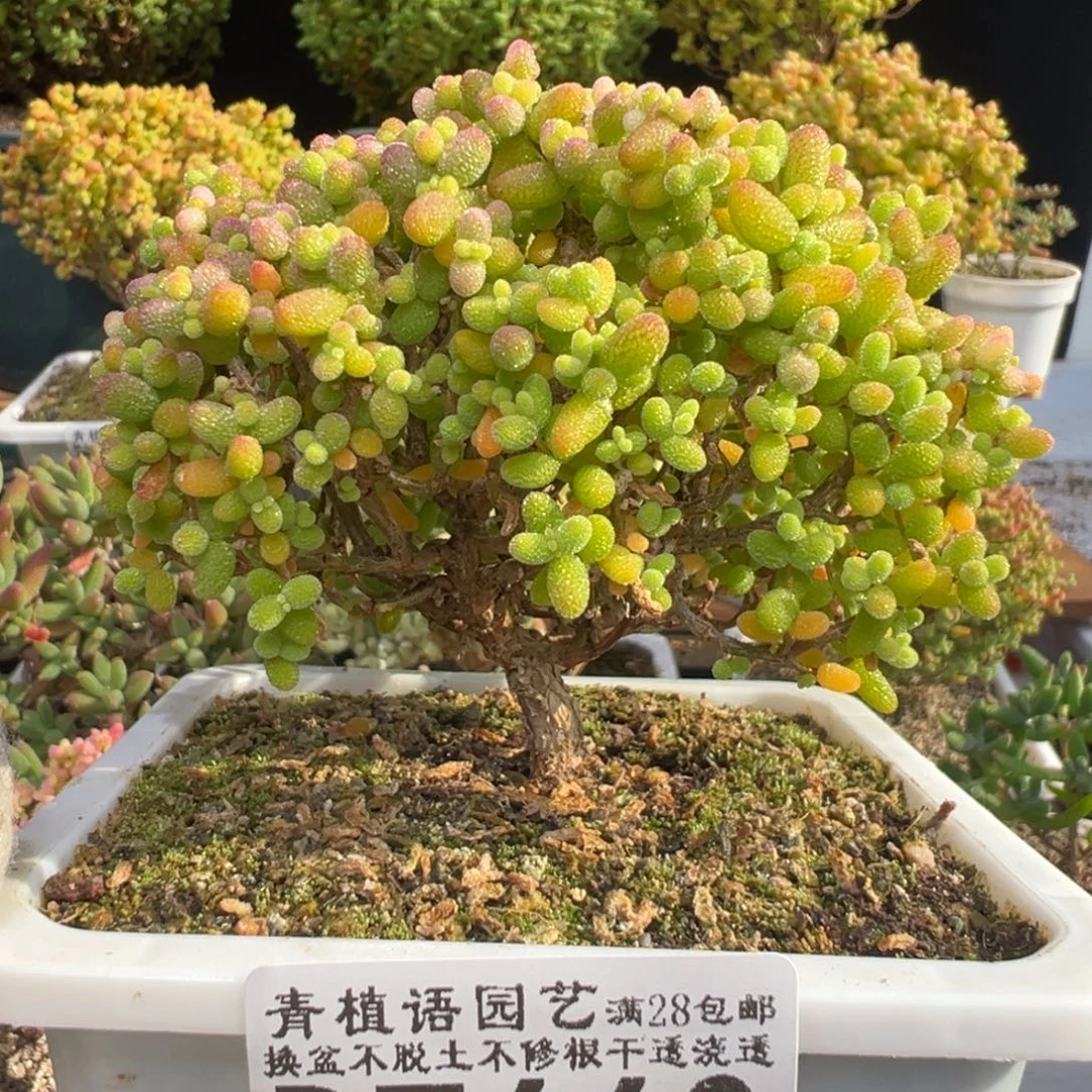 D7660金桔老桩枝干