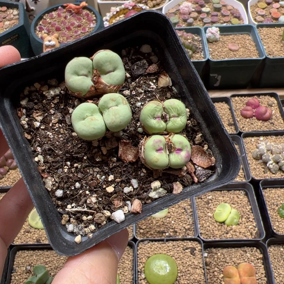 【闪购商品】245 红嘴