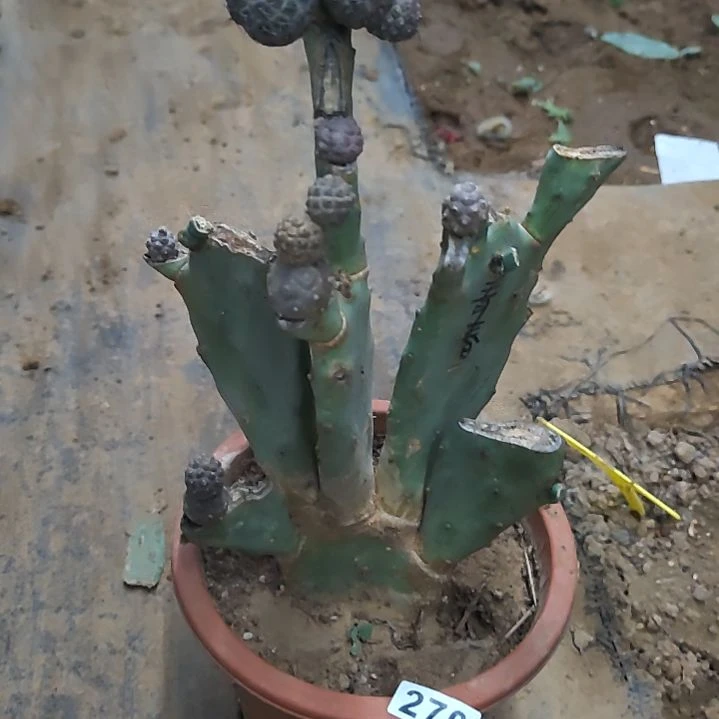 溺***虾龙爪掌习志野1个270