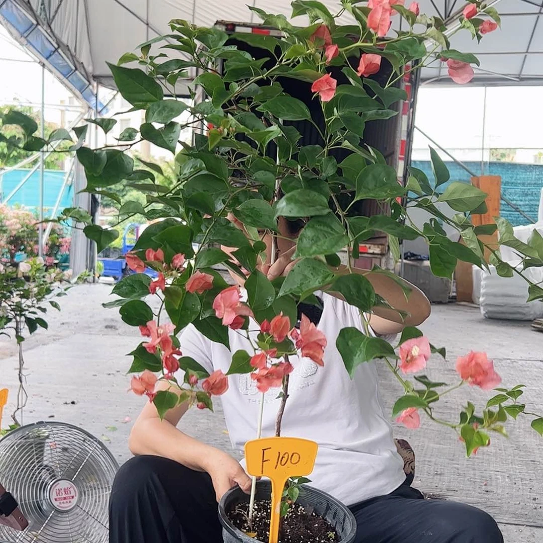 星***饰大部分开放少量花苞F100不甜