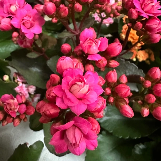 【苹果花】110盆新品重瓣长寿花