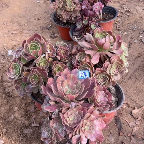 274多肉植物组合，