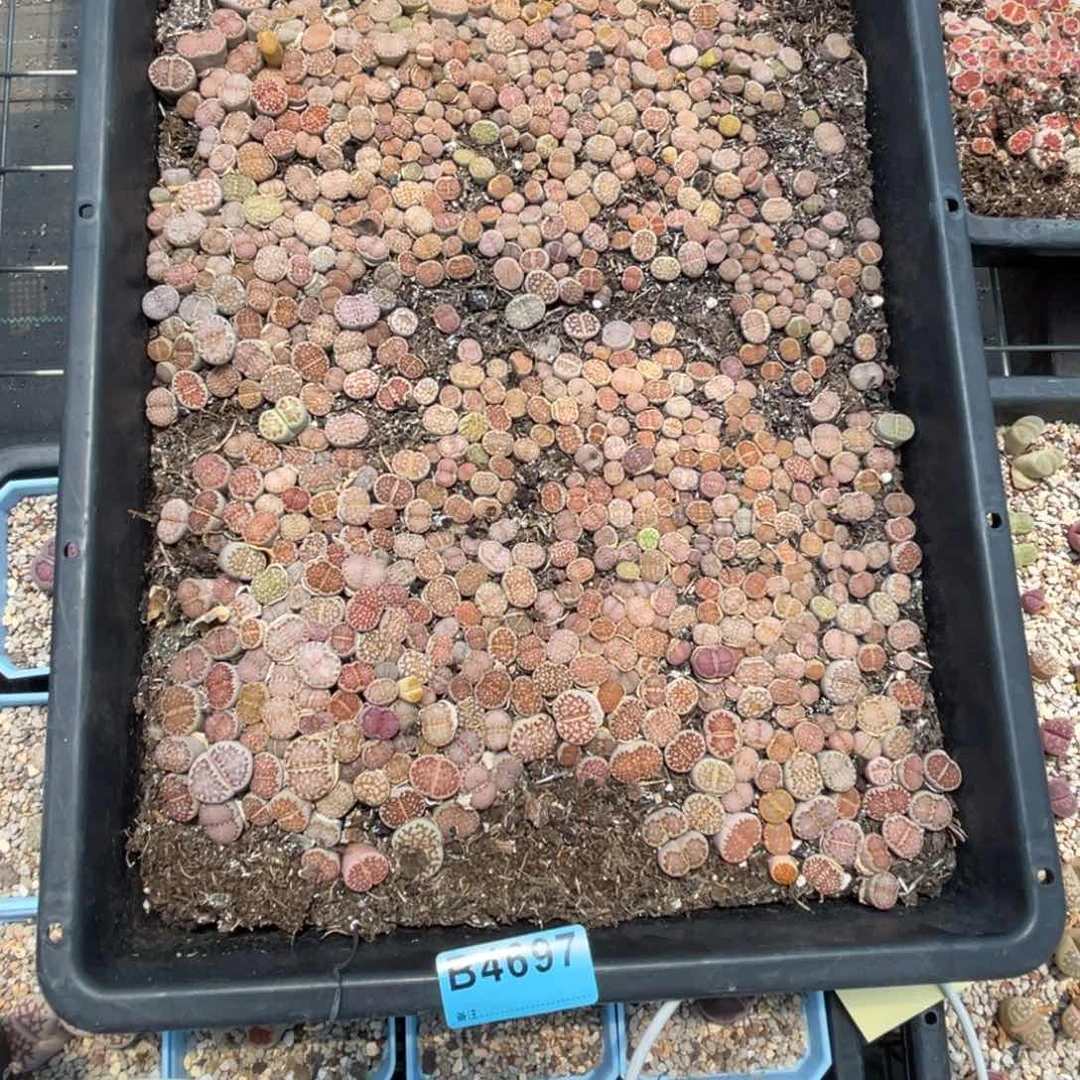 l***14697饼干筐不售后