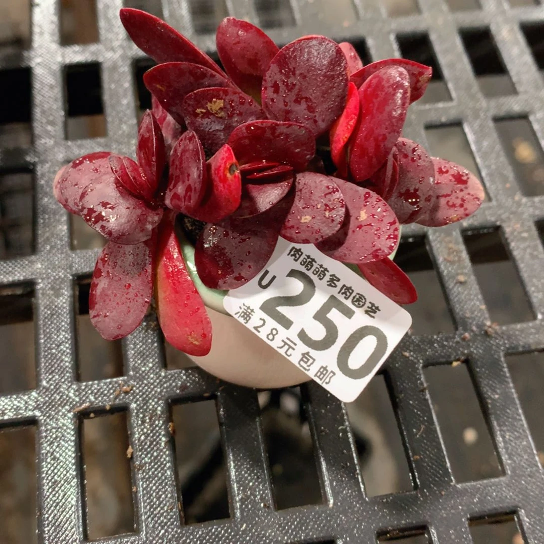 肉萌萌拇指盆精控多肉YU250