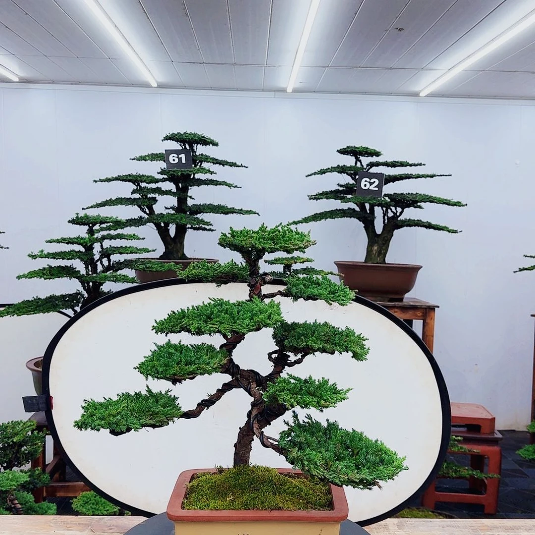 无花朵用****50000000000000