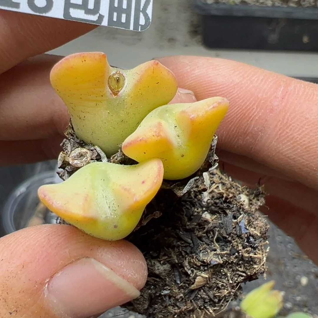 【闪购商品】208……