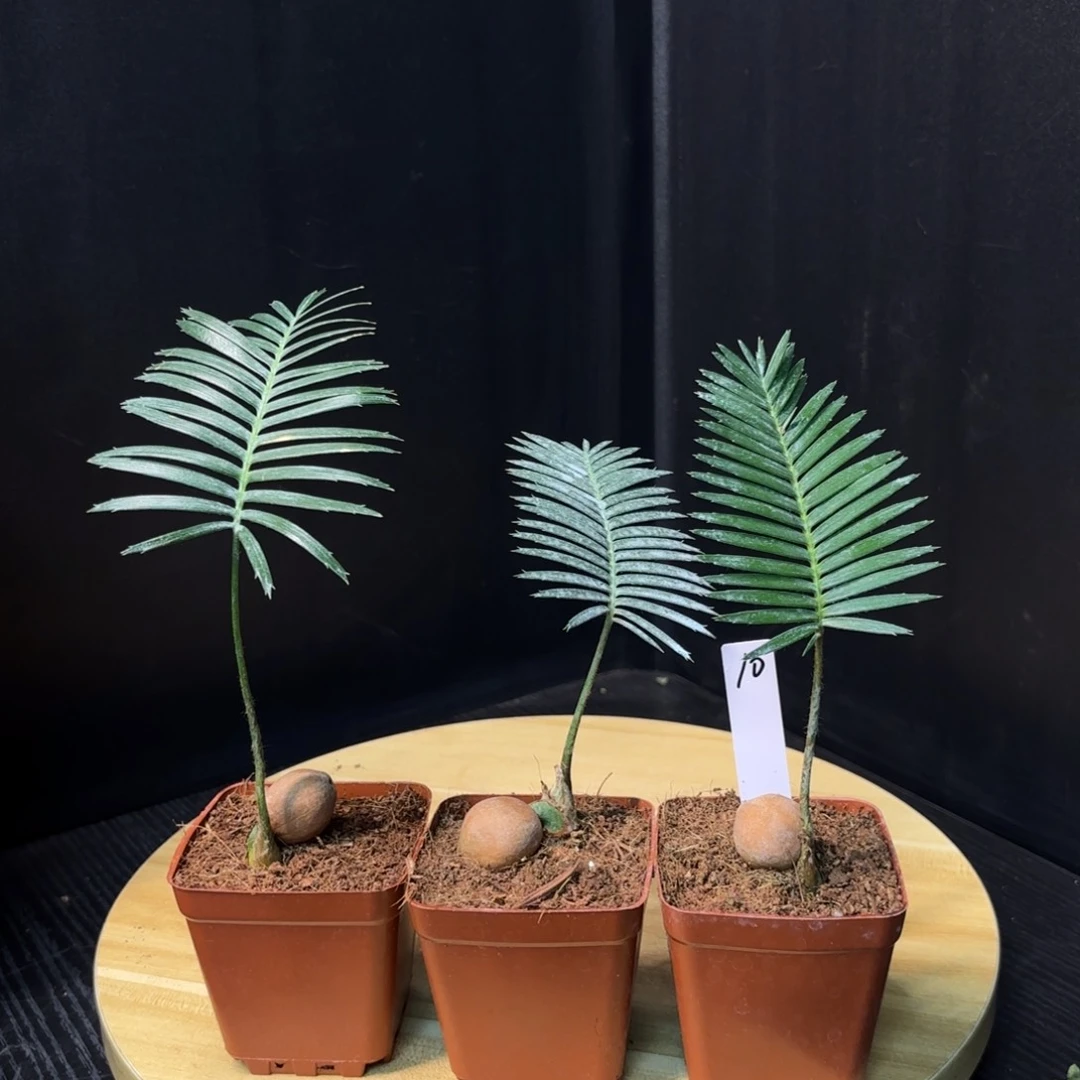 木 鱼骨双子铁哈哈