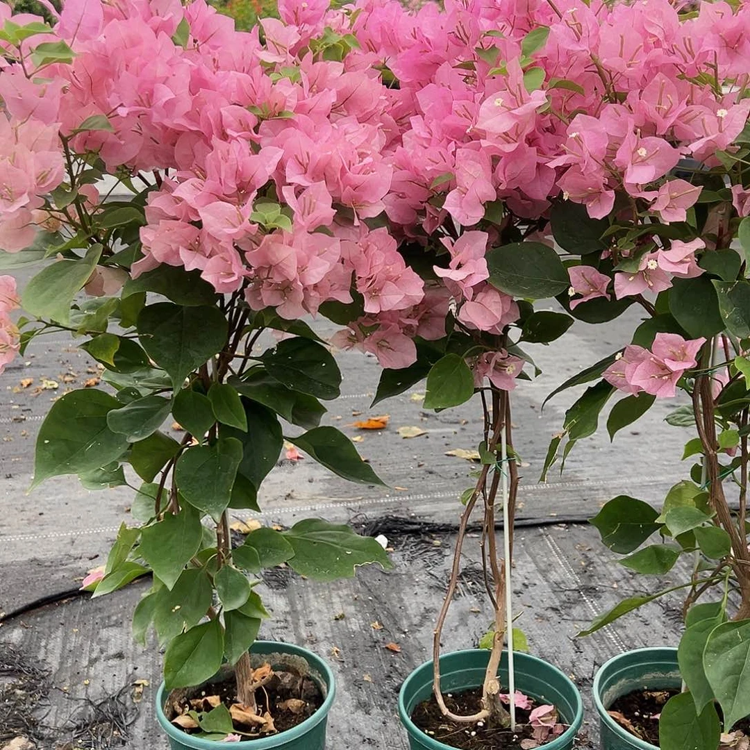 大部分花苞少量开放安娜带竹一颗