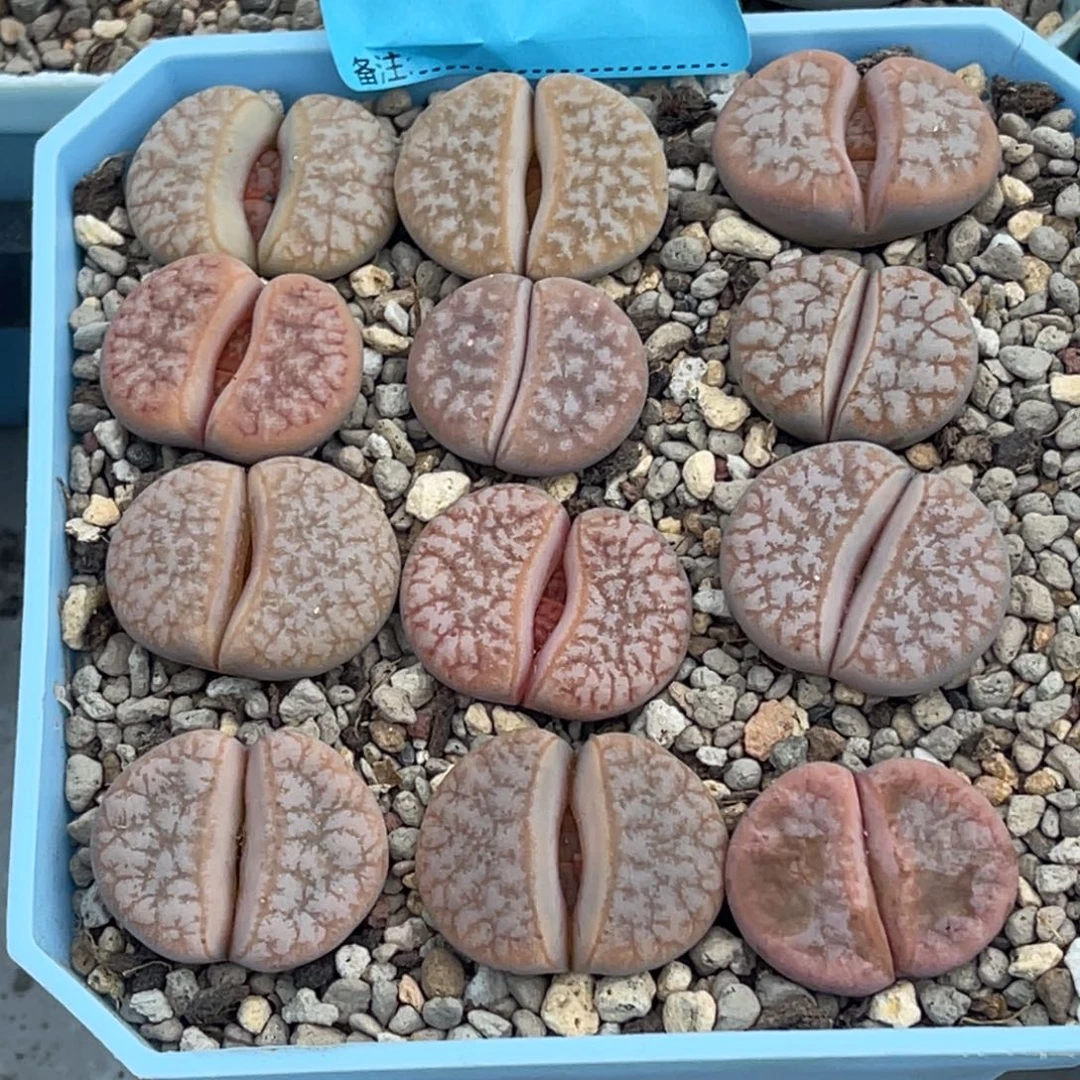 3839岛田睫毛拿铁12颗