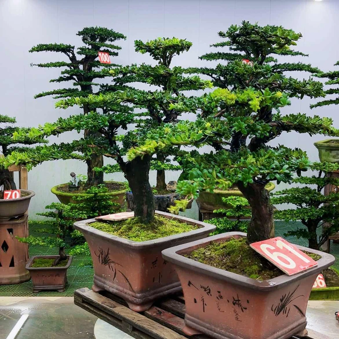 【闪购商品】无花朵罗汉松盆景作品欣赏