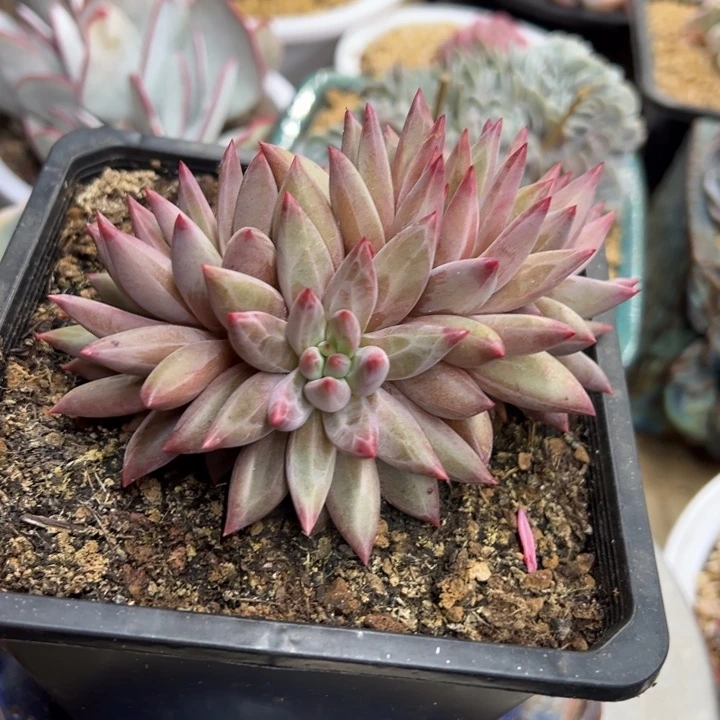 虞美人 羽毛纹 夏鸣园艺