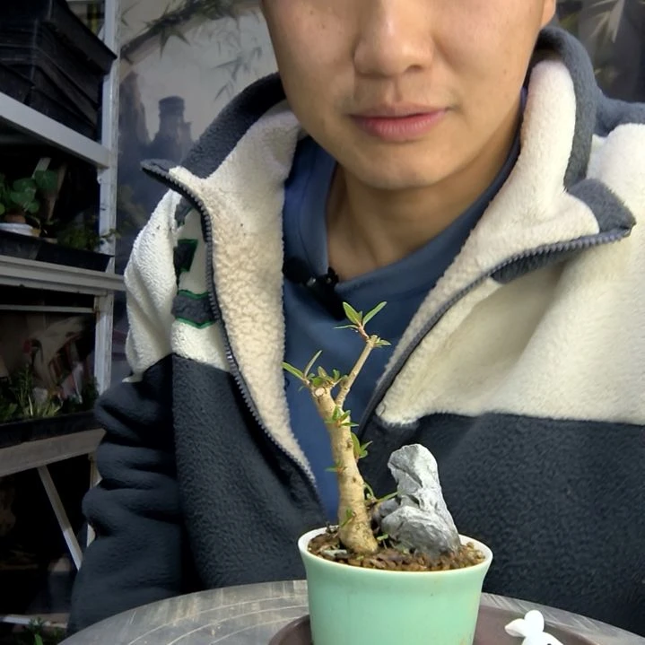 梧**雨中青园艺一物一拍435