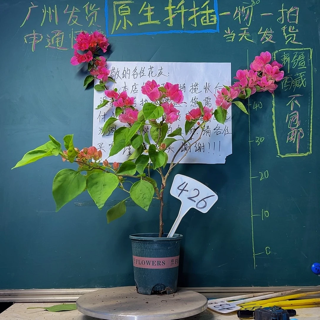 当前无花栽培后可以开花高飘枝 甜西瓜426