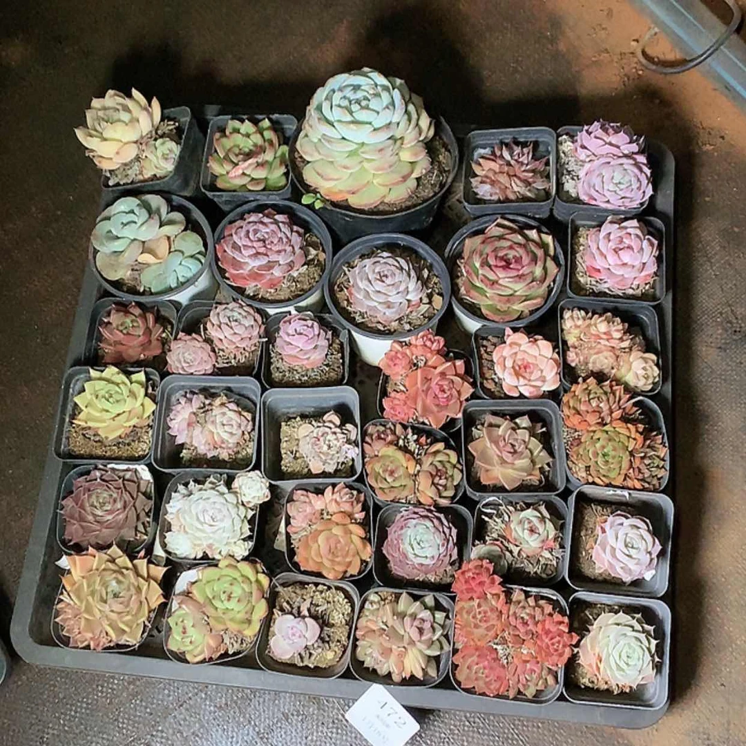 【闪购商品】h****h云472