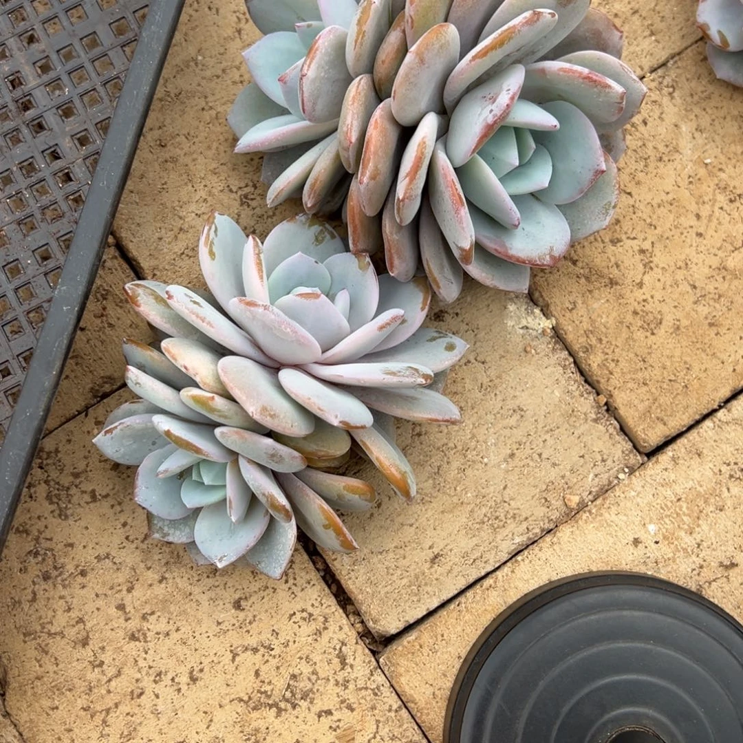 ****青燕40。