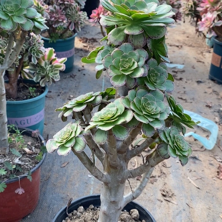 ｖ锦13多肉植物法师