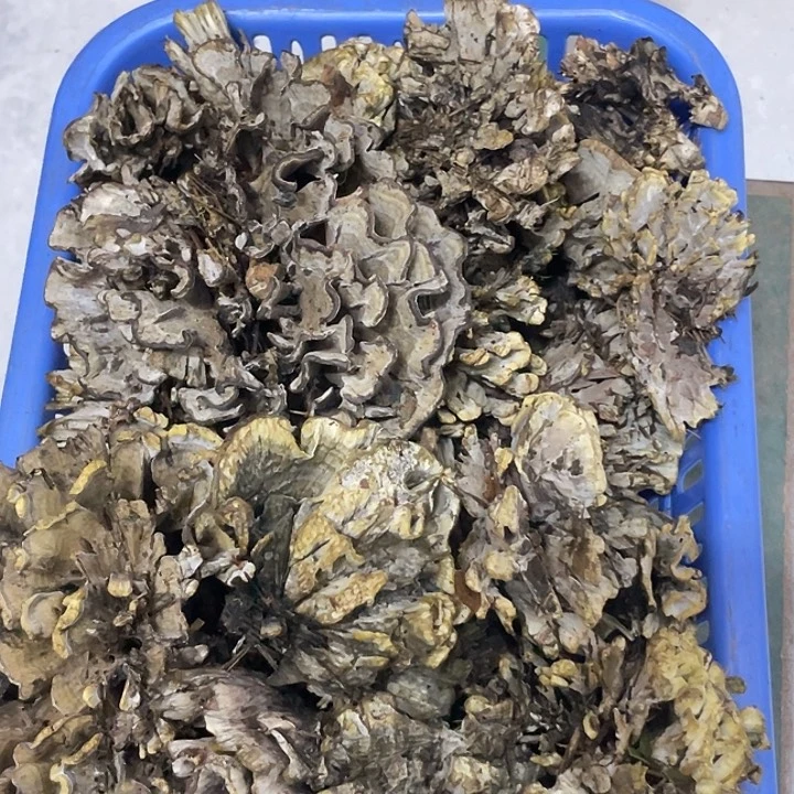 干巴菌超好吃中国大陆