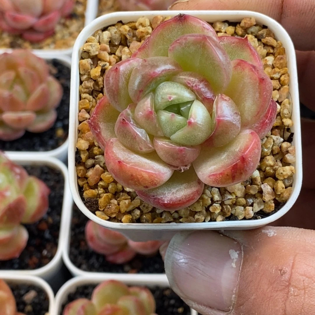 天官赐福百无禁忌