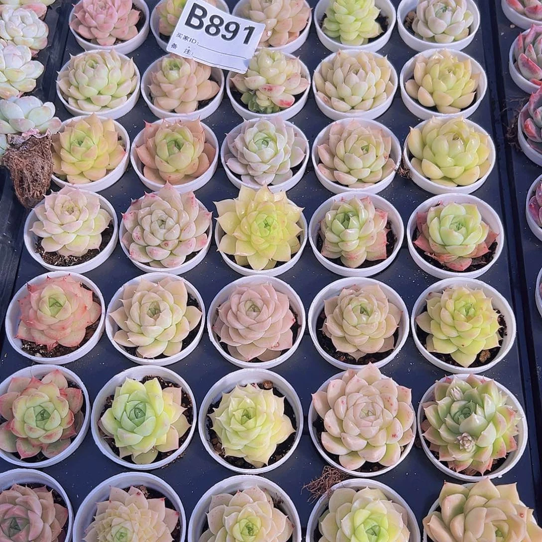 891麦杆带盆带土19包邮