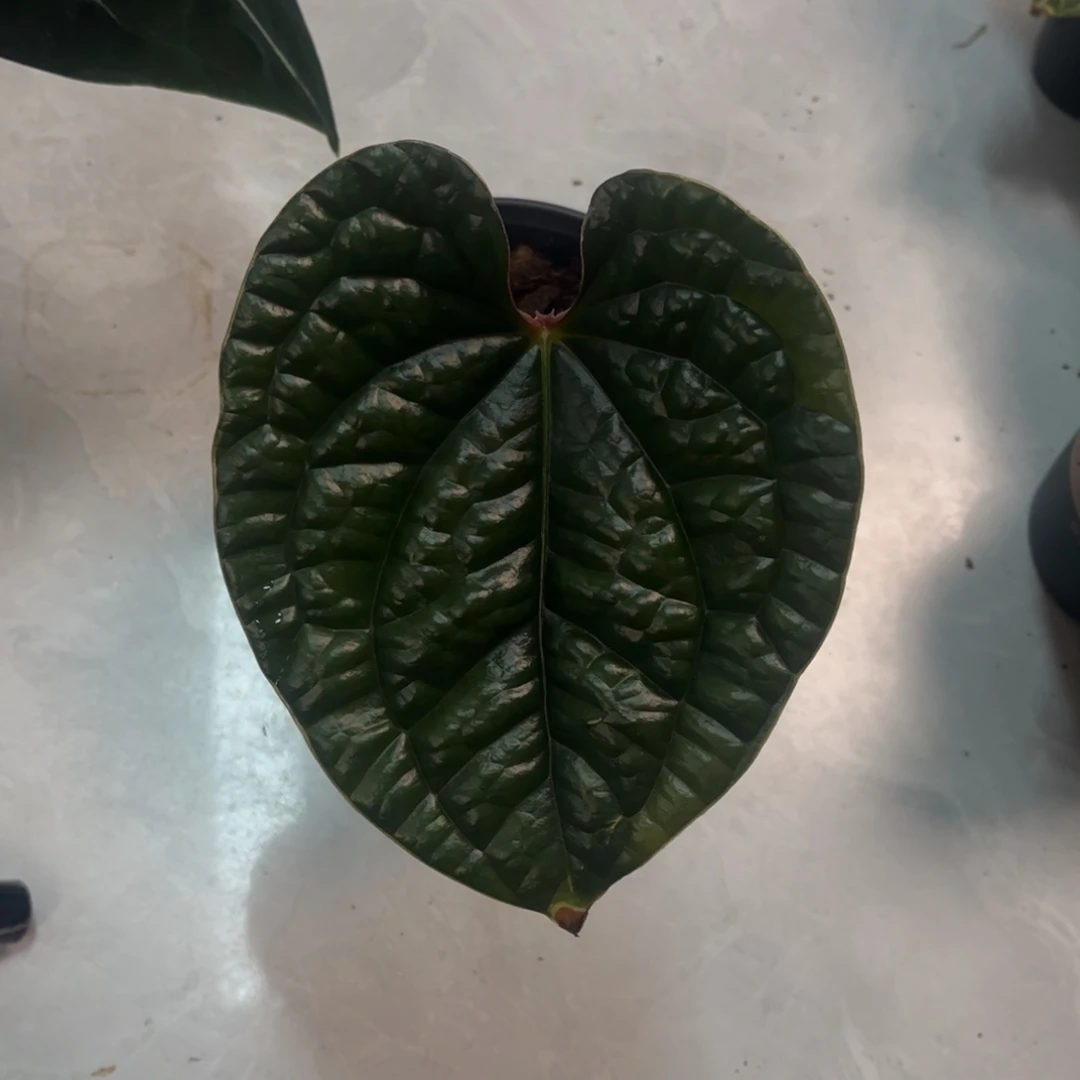 无花朵黑奢华5434