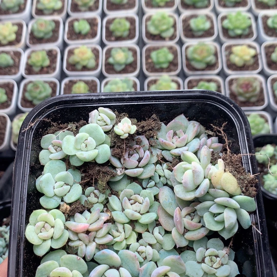 无花朵F174英语英语