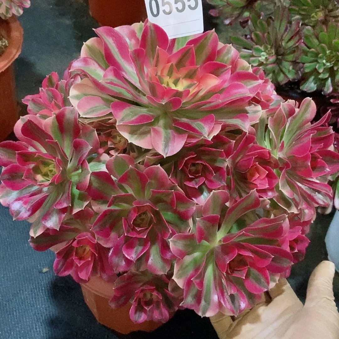 红陶0555女巫4多肉阴阳