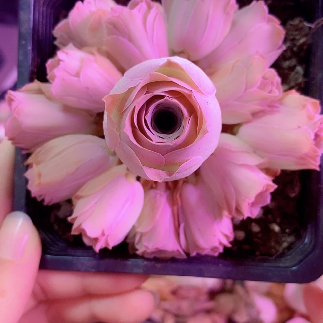 山地玫瑰一物一拍006清秋