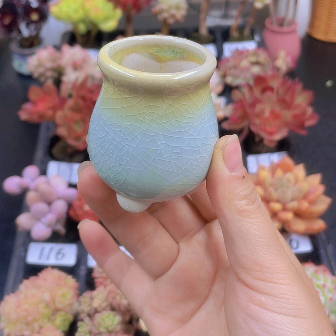 多肉无土栽培多肉植物