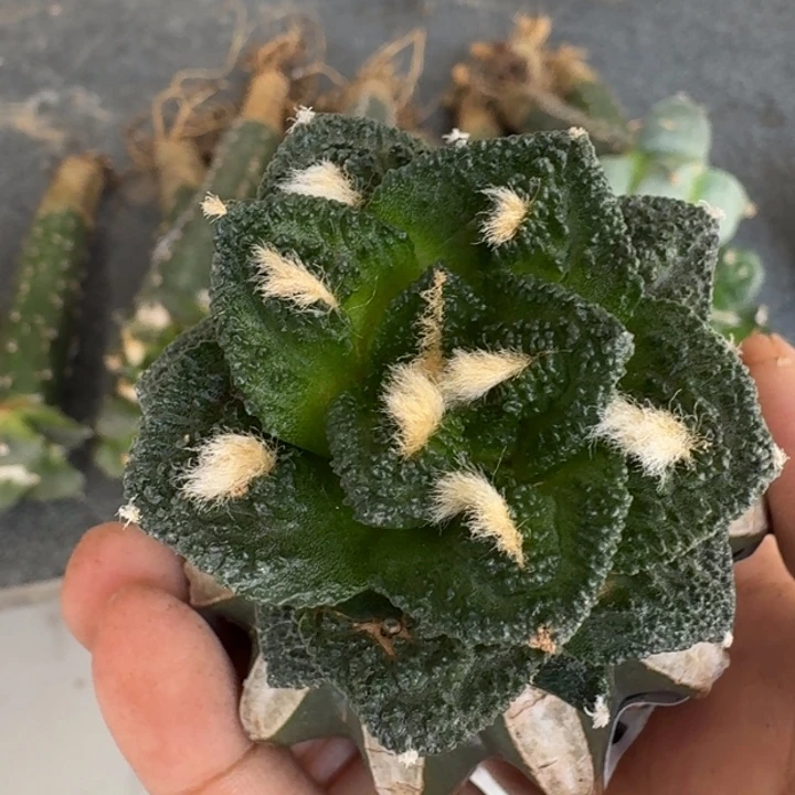 【闪购商品】无花朵陳*怡辛顿808