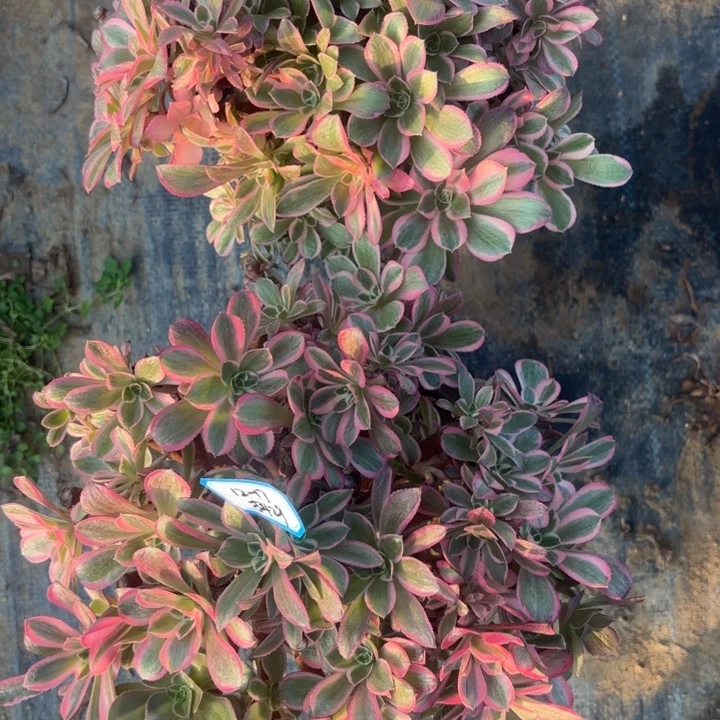 量拍两颗有砍男神多肉法师不包损29