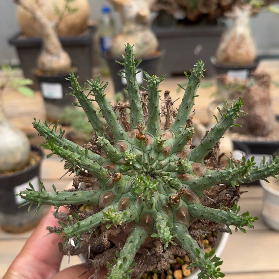 241蛮蛇头大戟块根植物