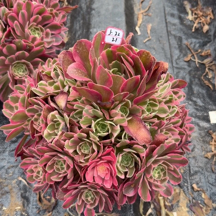 粉女郎多肉植物21