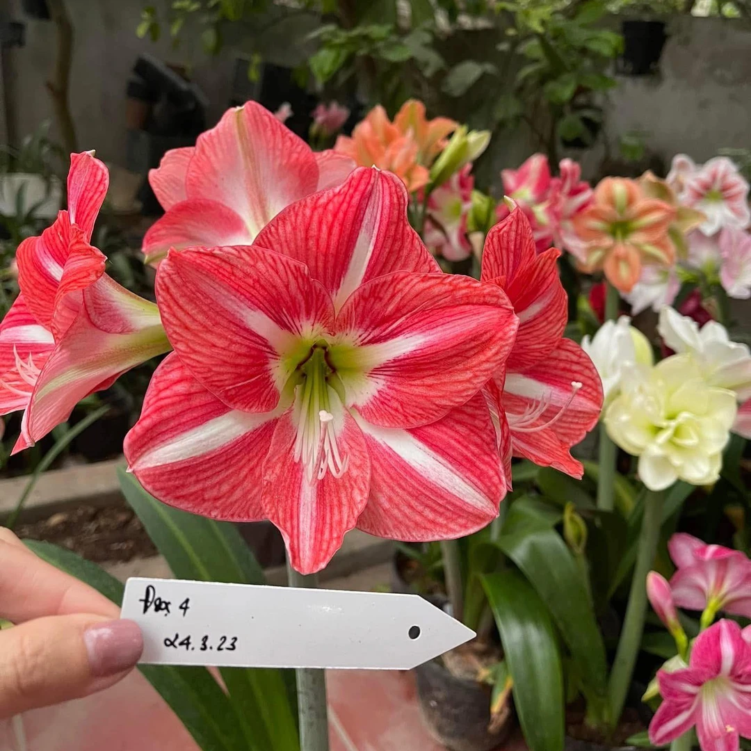 朱顶红-越南朱/杂交单瓣（肋）干球，只包对版