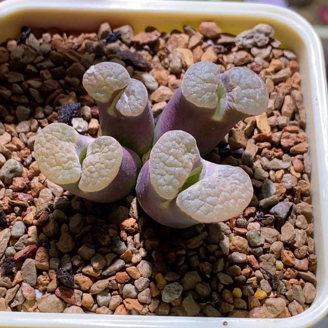 好看好看好看磁铁一颗
