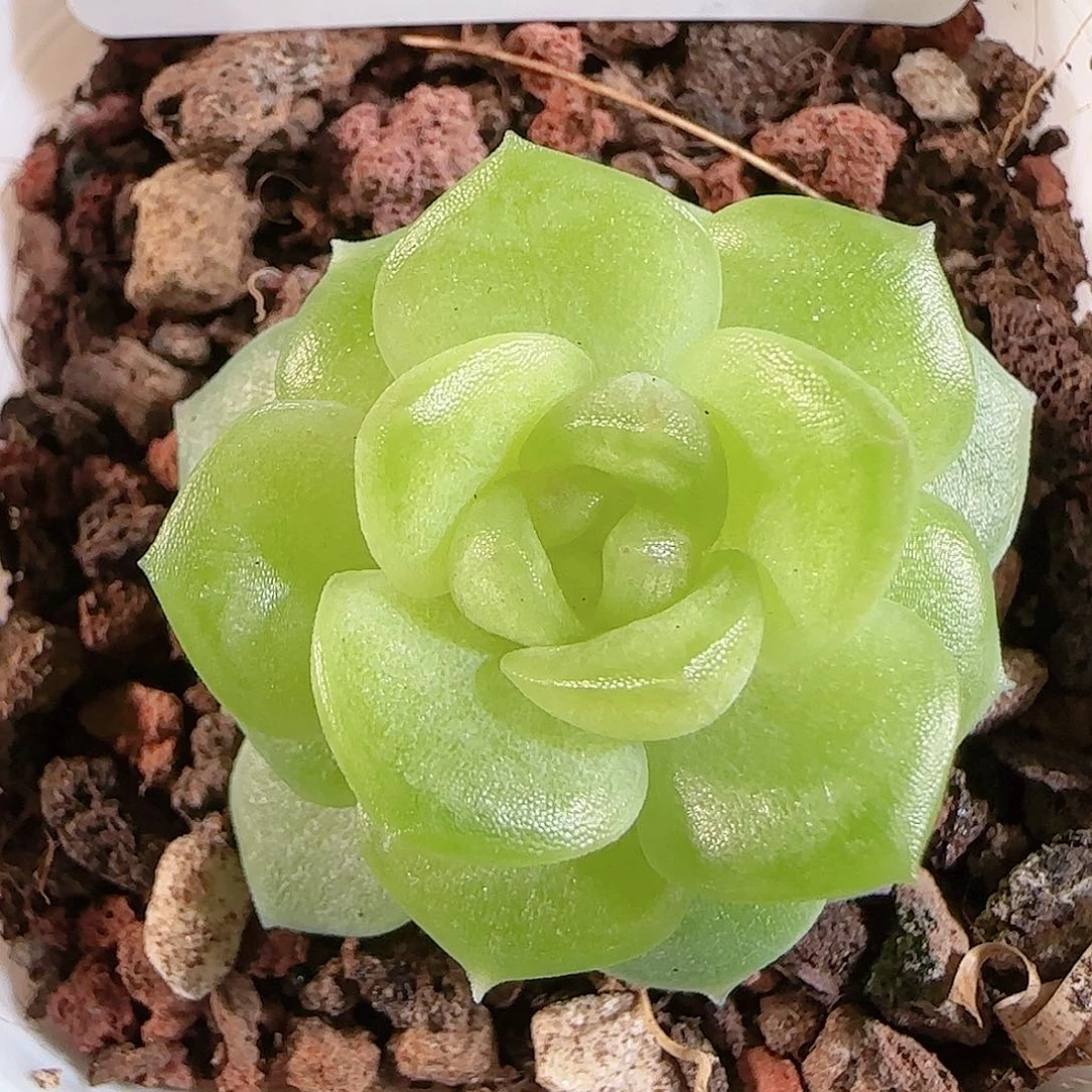 1106-180碧琉璃一物一拍